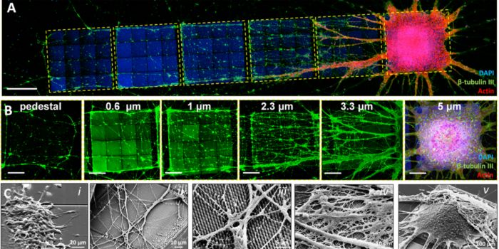 microstrutture 3D 