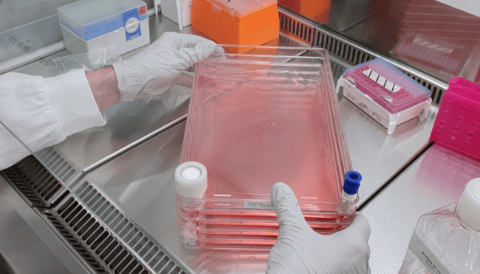 bio-impression 3D